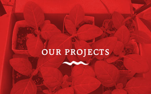 Our Projects